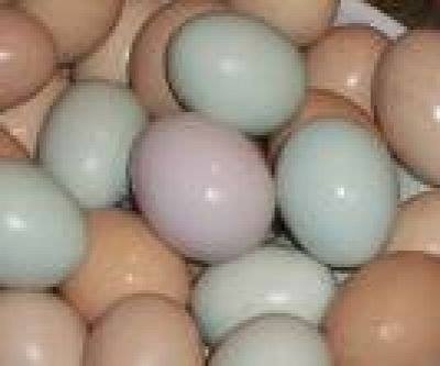 HEALTHY AFRICAN GREY PARROTS AND FRESH PARROT EGGS